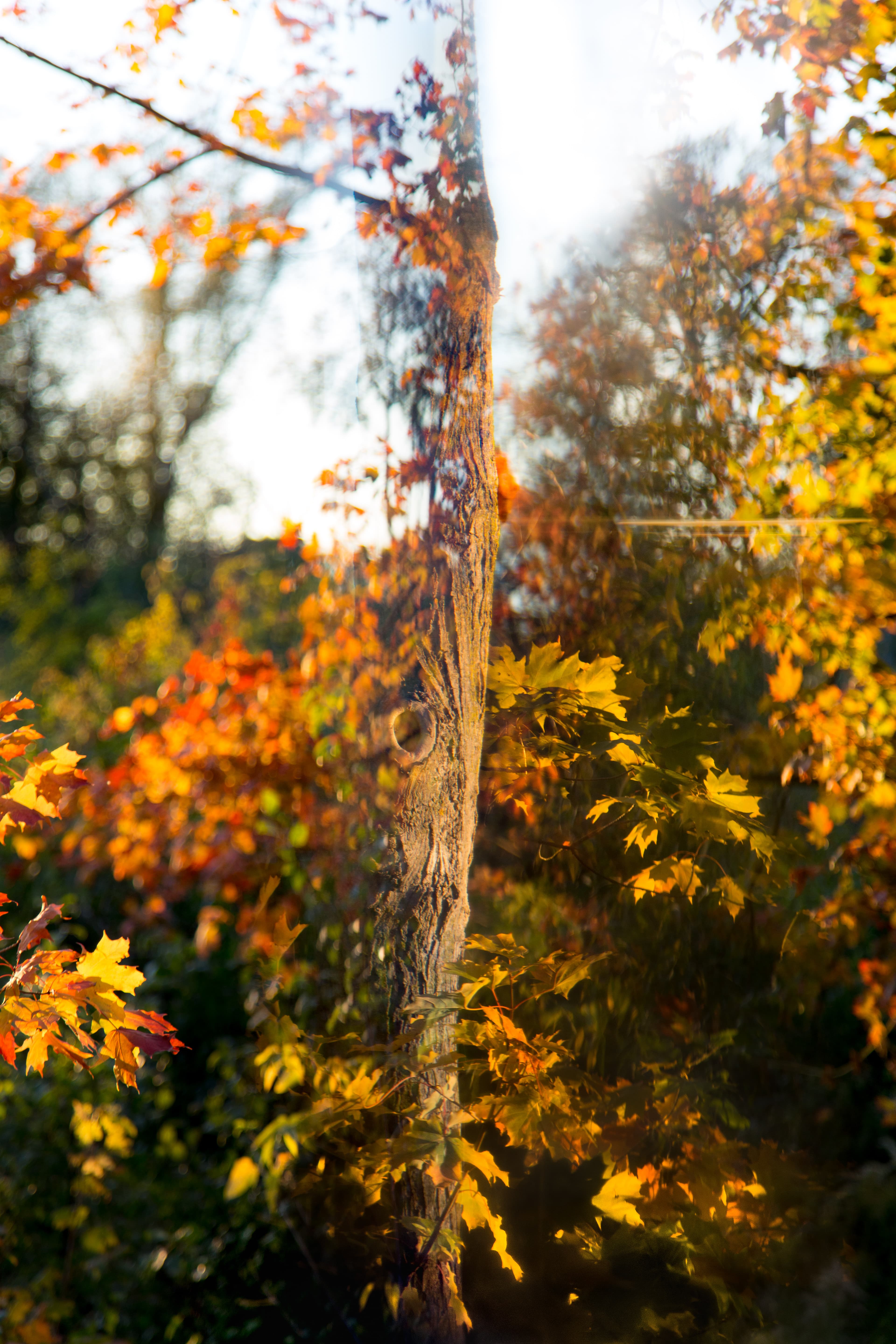 A trippy, refracted, colorful image of a tree taken through a glass prism